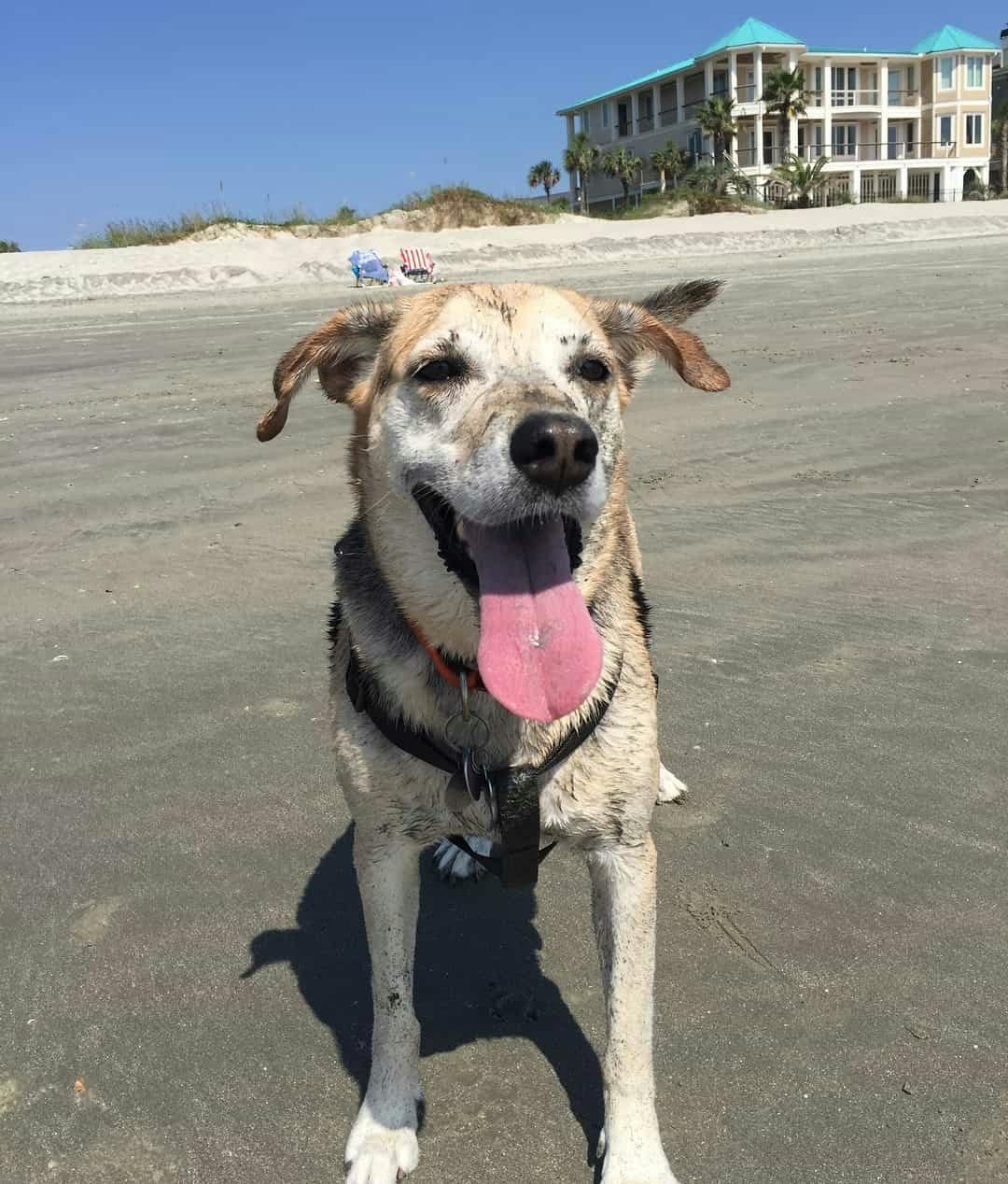 dog at beach on vacation